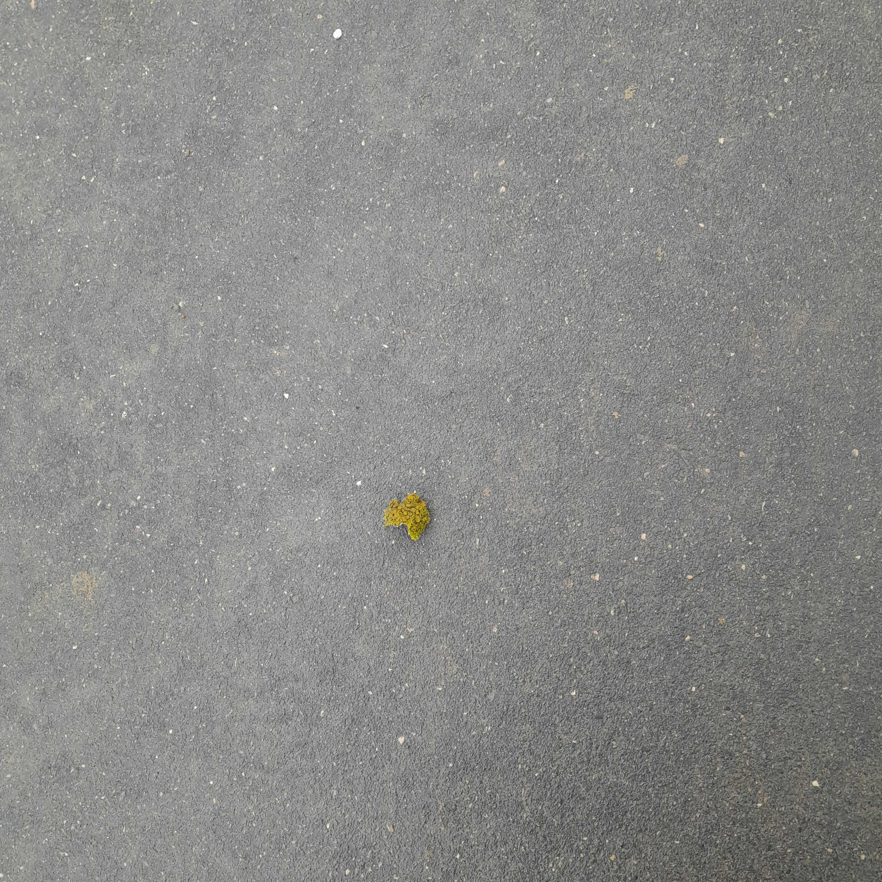 nature undistilled jumped on asphalt